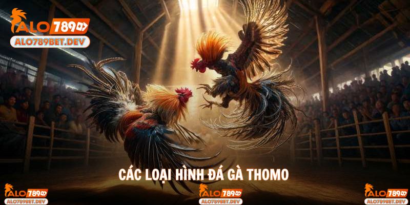Hình thức đá gà Thomo phổ biến nhiều người yêu thích
