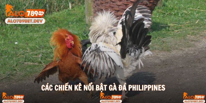 Những giống gà đá Philippines phổ biến nhất hiện nay
