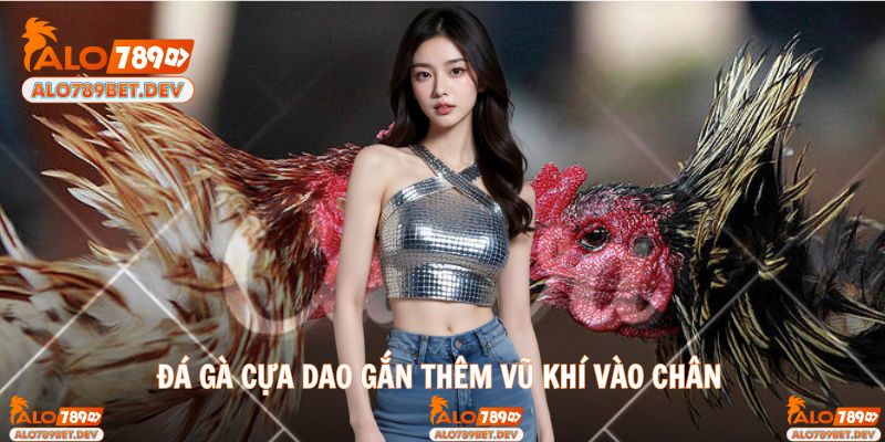 Đá gà cựa dao gắn thêm vũ khí vào chân