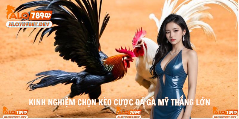 Áp dụng mẹo cược và phân tích gà chiến chính xác nhất