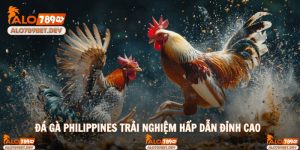 Đá Gà Philippines Trải Nghiệm Đỉnh Cao Hấp Dẫn Tại Alo789