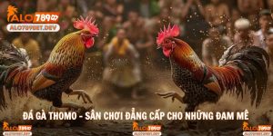Đá Gà Thomo Sân Chơi Đẳng Cấp Dành Cho Những Đam Mê