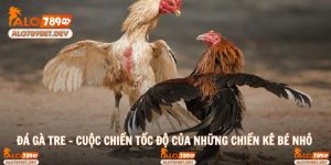 Đá Gà Tre Cuộc Chiến Tốc Độ Của Những Chiến Kê Bé Nhỏ