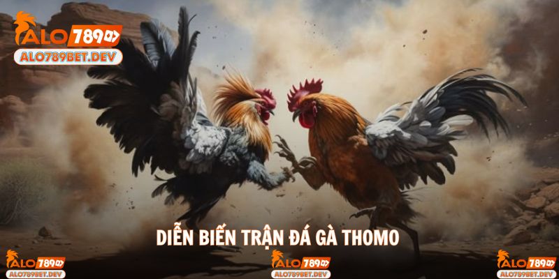 Cách thức diễn ra trận đá gà Thomo giúp tân binh hiểu hơn