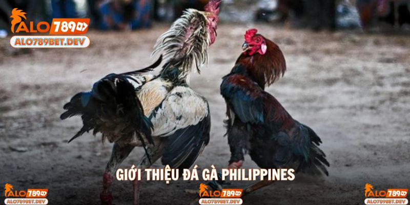 Tổng quan đôi điều đá gà Philippines