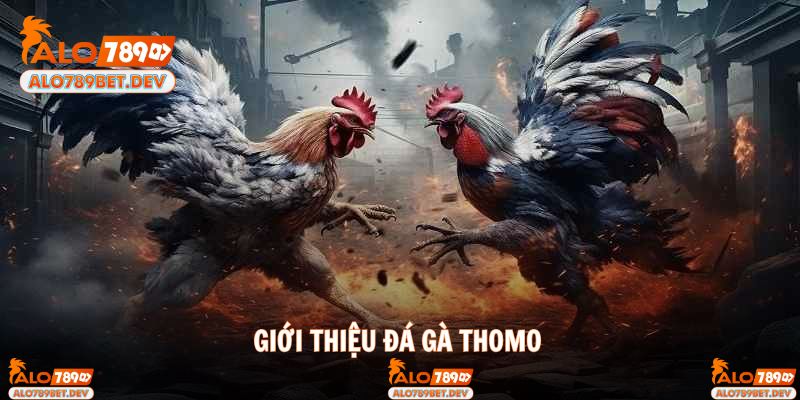 Giới thiệu đôi nét loại hình đá gà Thomo