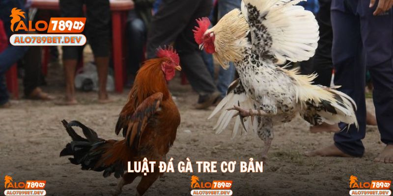 Luật chơi đá gà tre cơ bản nhất dành cho bạn