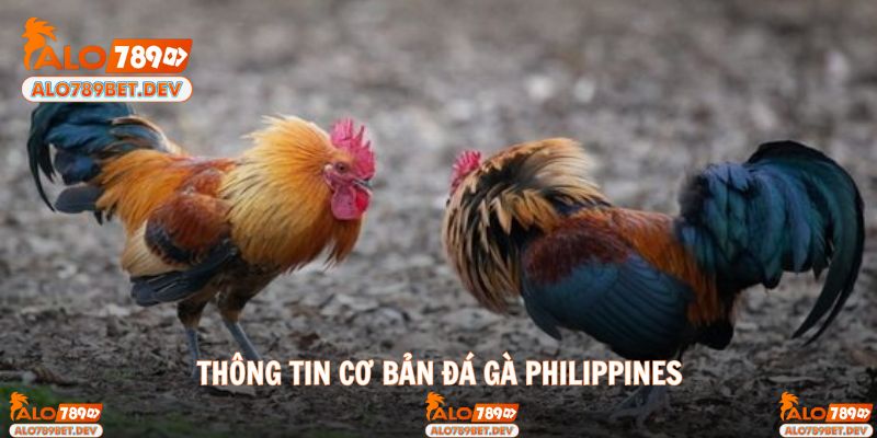 Cách thức hoạt động cơ bản chọi kê Philippines